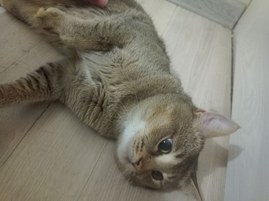 Zolotay shinshila sotiladi parodali emlangan mushuk