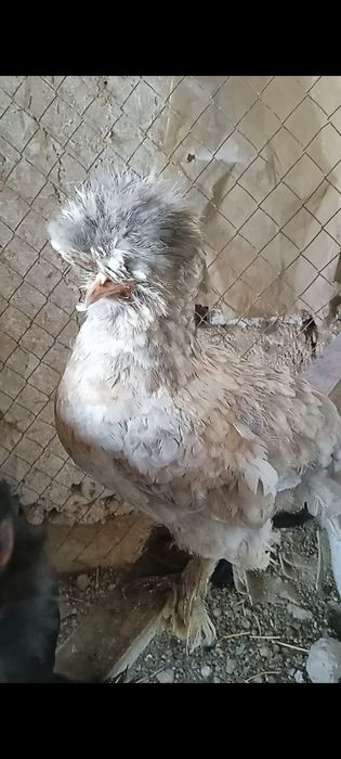 Tuhum sotiladi yapon ,Brama,Jersi zot