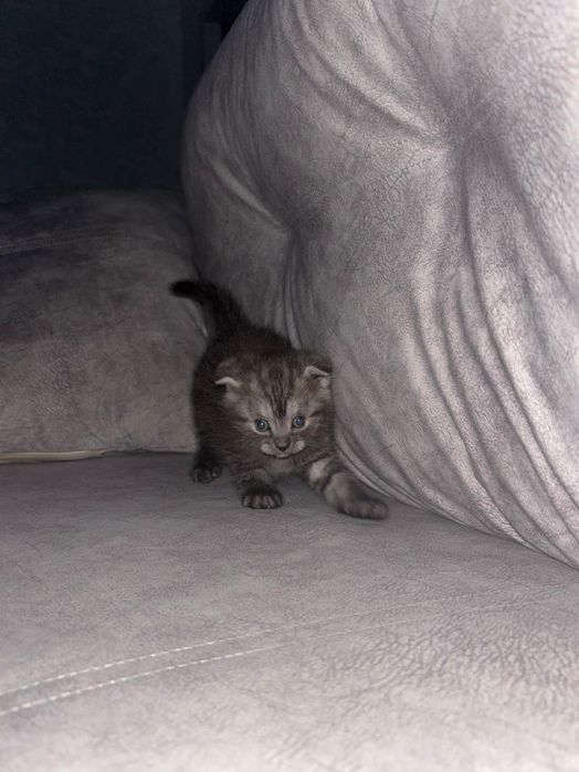 Продам котят шотланцы девочки