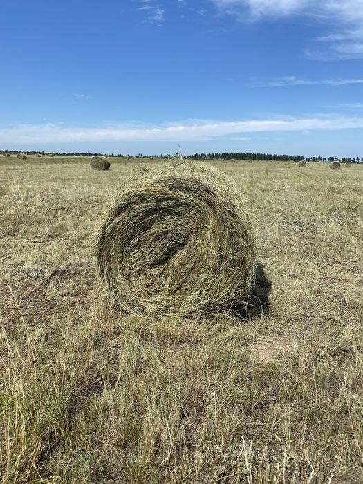 Продам сено в рулонах