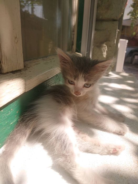 Подарявам  малки котенца
