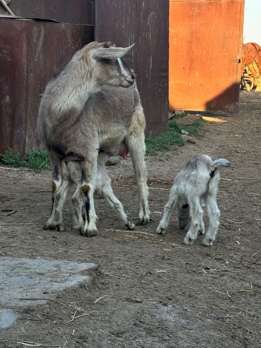 Ешкі  коз козлят .