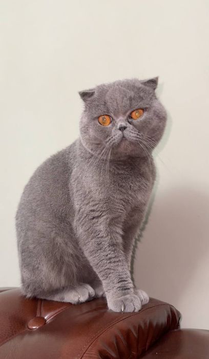 Шотландская вислоухая