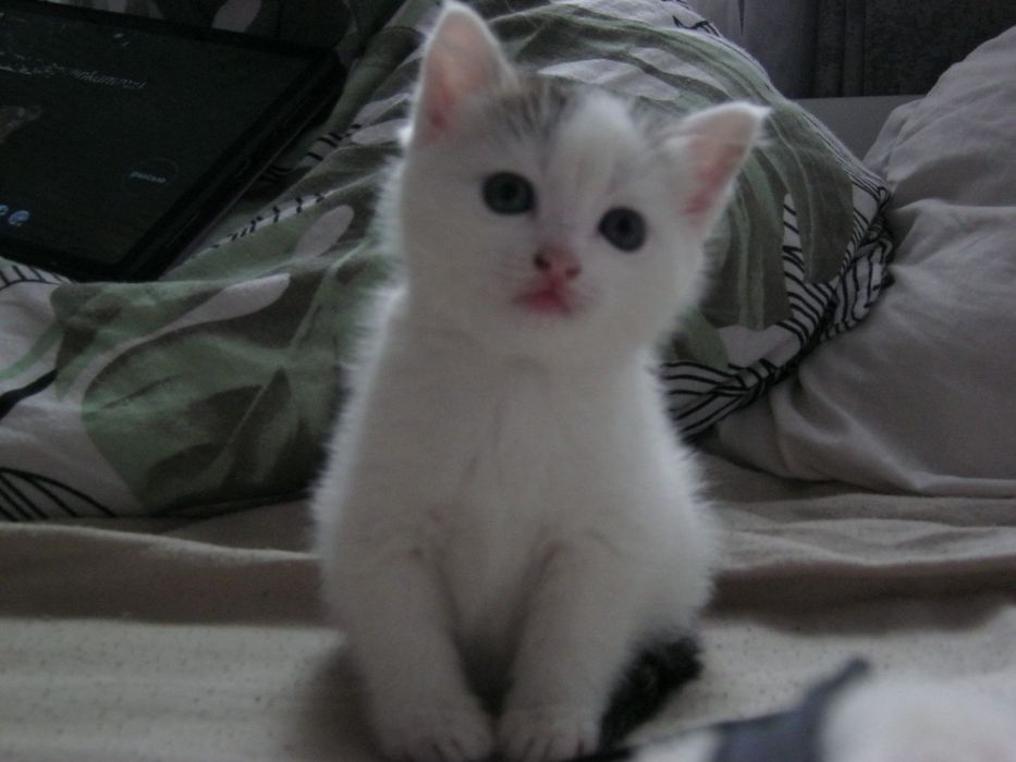 Отдам котенка девочку