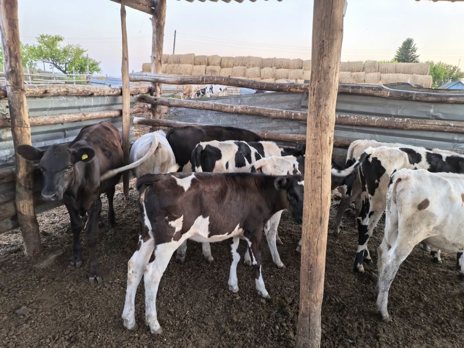 Продам телят бычки и телачки
