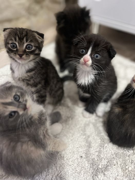 Котята в добрые руки