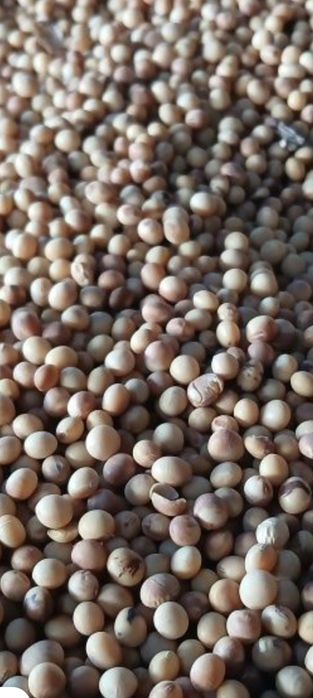 Vând soia producție  2025