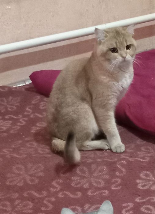 Britanskiy shinshilla 2 yosh