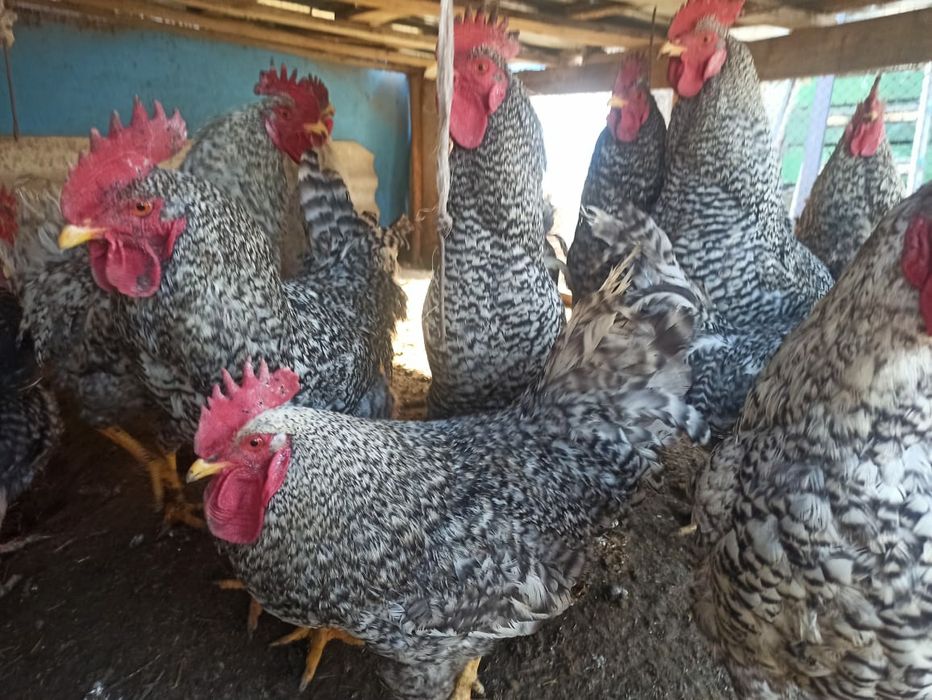 Петухи Амроксы  .