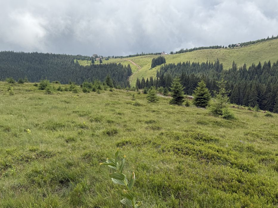 Cedez concesiune lot vf roman bolca 3