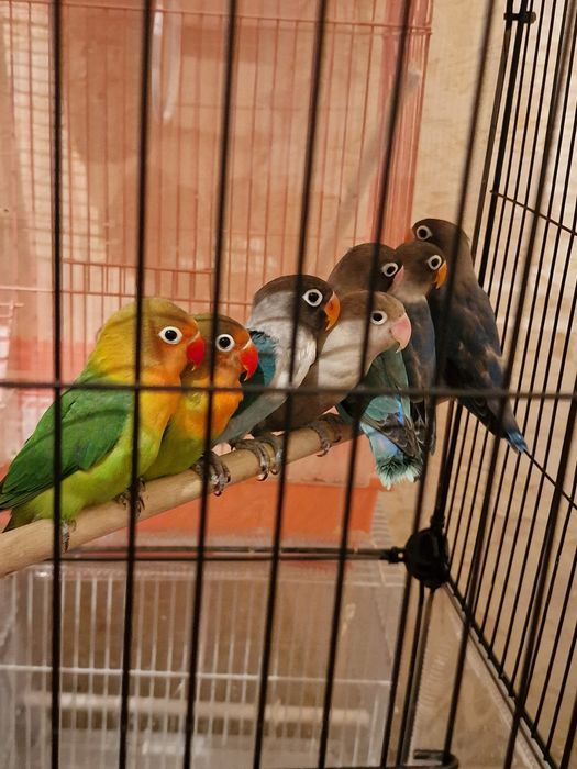 Неразлучники разные породы