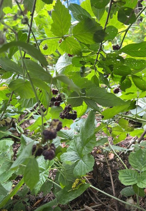 Продам дачу «Буревестник»