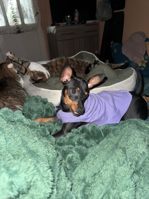 Mini pinscher toy catelusi