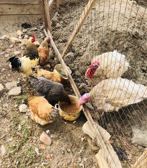 Брама ва бик6 товук, куркалар сотилади