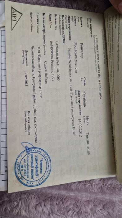 Продам Племенова коня!