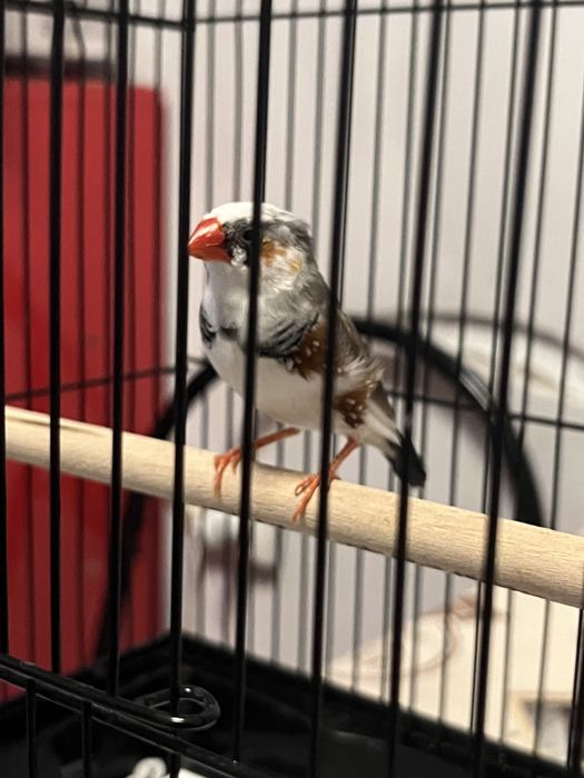 Продам амадин с клеткой