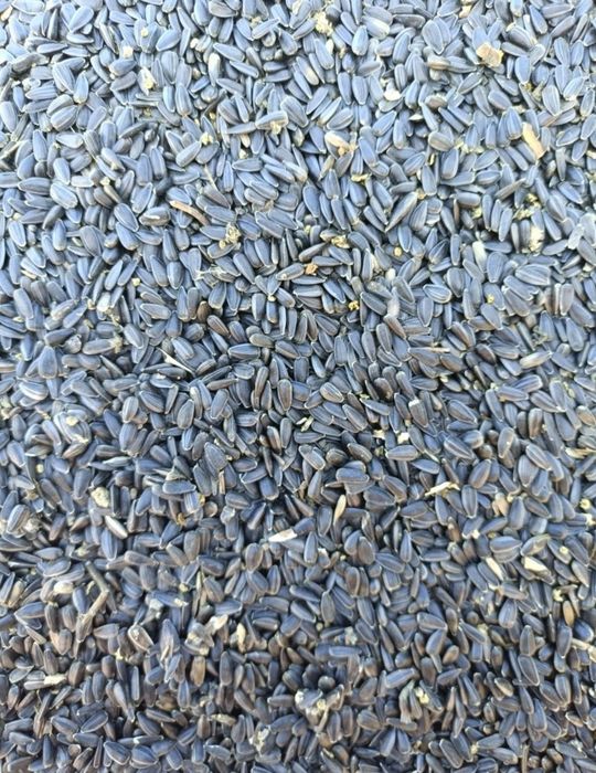 Grau 0.90 lei/kg și floarea soarelui 2.50 lei/kg