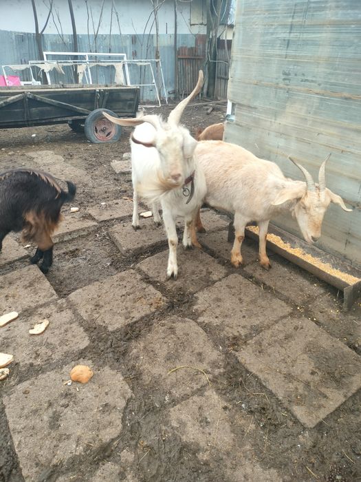 De Vânzare Țap Sanen sau variante