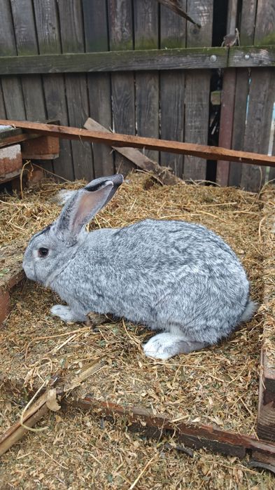 Iepuri metiși de Uriaș german
