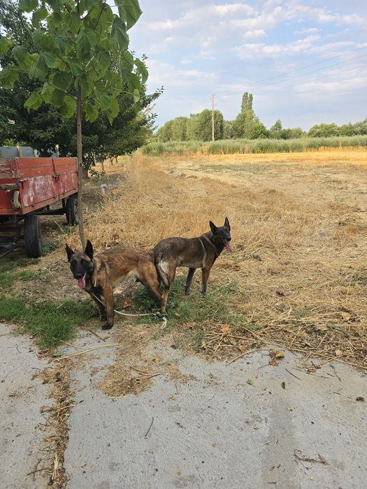 Белгийски овчарки-Малиноа