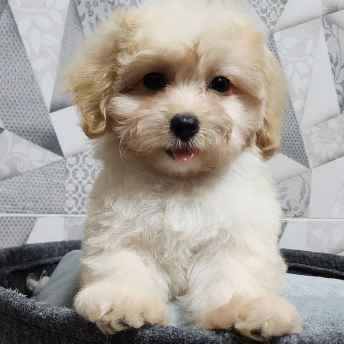 Готовы переезду Мальтипу Ф1