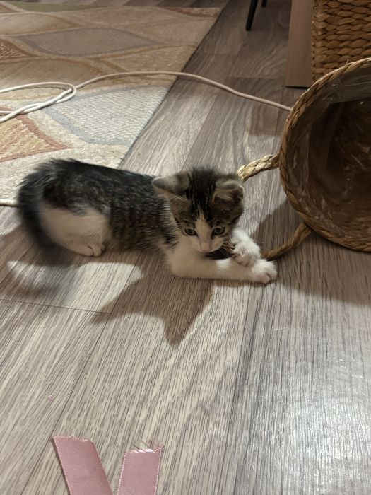 Котенок в добрые руки