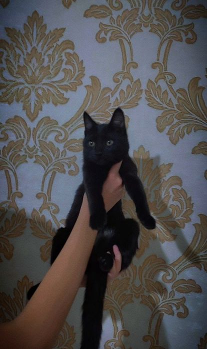 Отдадим даром кошку