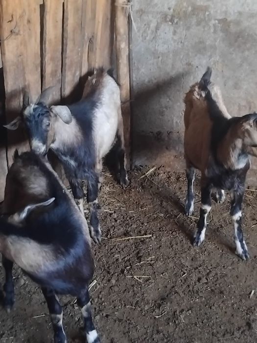 Продам козлов на откорме