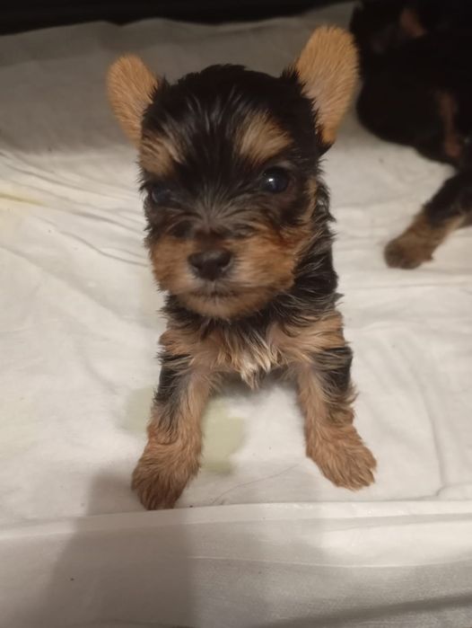 Щенки Йорки бронь