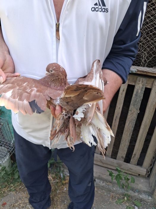 Голуби разных породы.