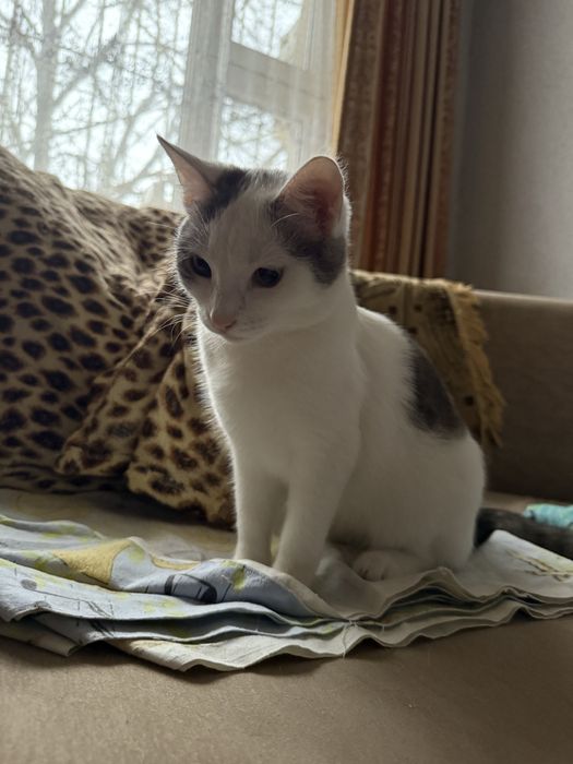 котенок в хорошие руки