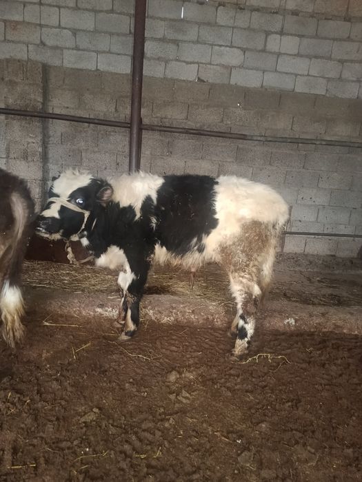 Бузаулар сатылады