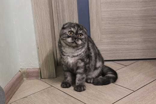 Вислоухий мальчик вместе с братом