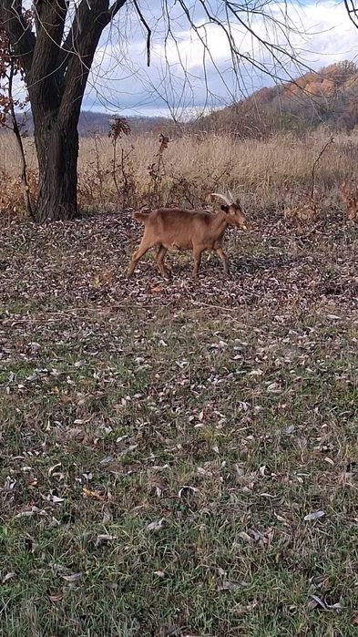 Vand capre alpine franceze