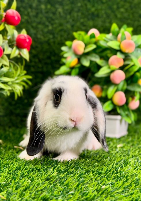 Quyon кролик va Qafas Клетка