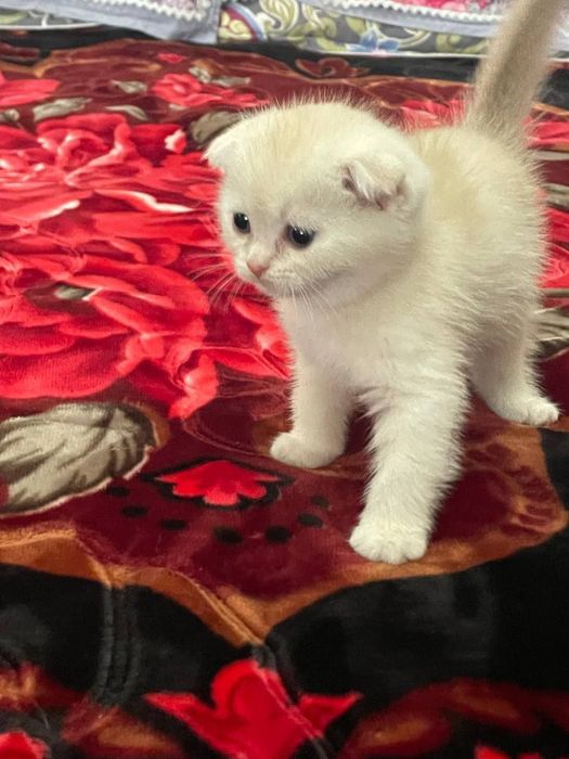 Scottish Fold Shinshilla 1,5 Oylik Qiz