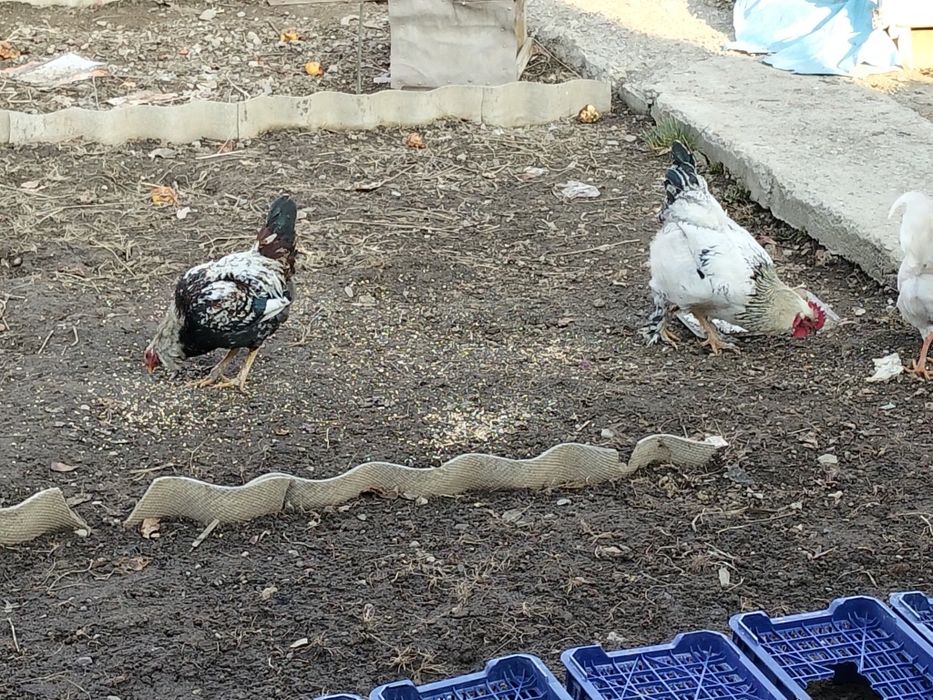 Моладых Петушков