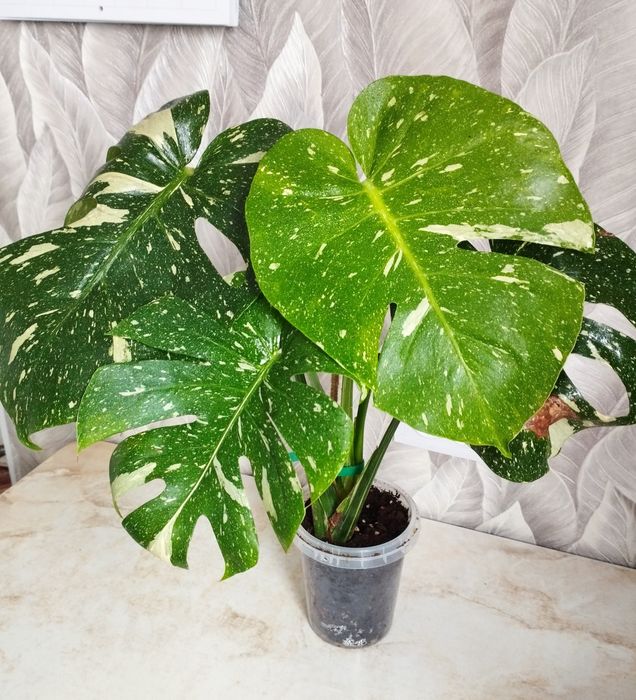 Монстера Тайское созвездие, БМФ, хойя, Алоказия