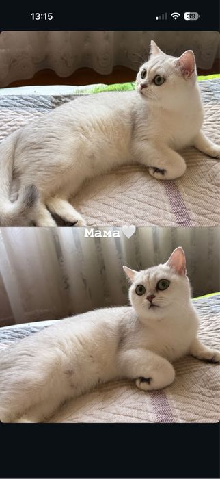 Серебристая шиншилла