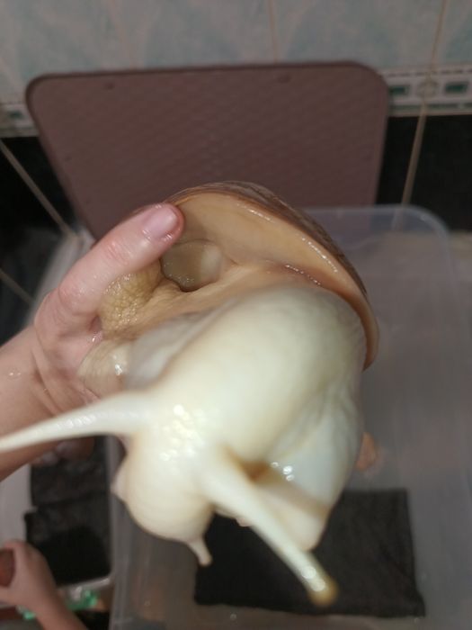 Продаются улитки сухопутные/ахатины