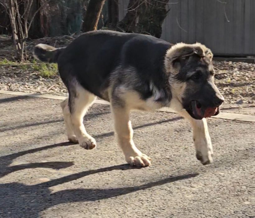 Щенок ВЕО,девочка