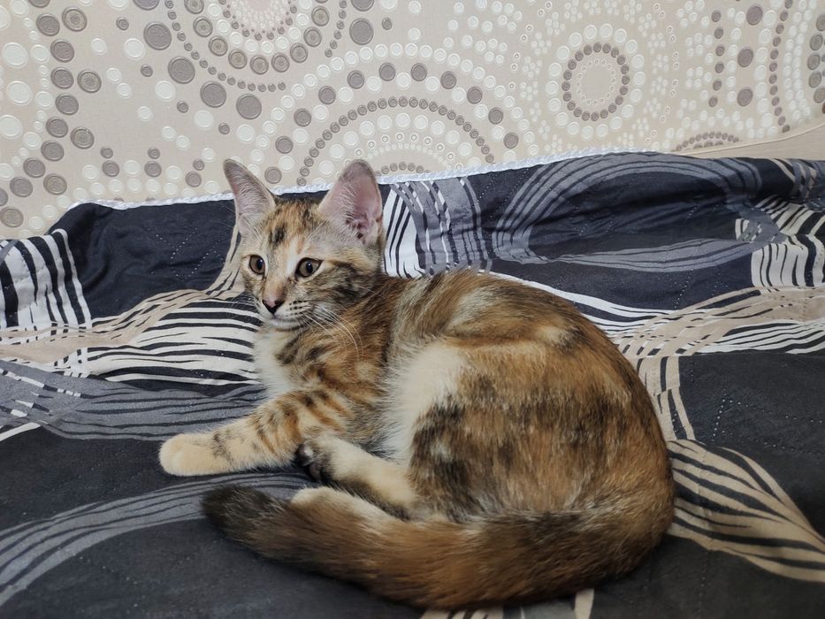 Отдам котят в хорошие руки