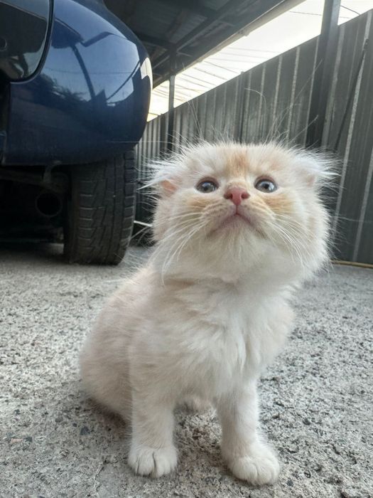 Котята в хорошие руки