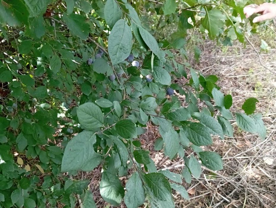 Продам дачу по Зерендинской трассе.