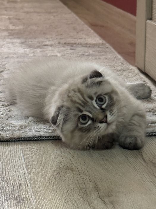 Продам котенка вислоухие