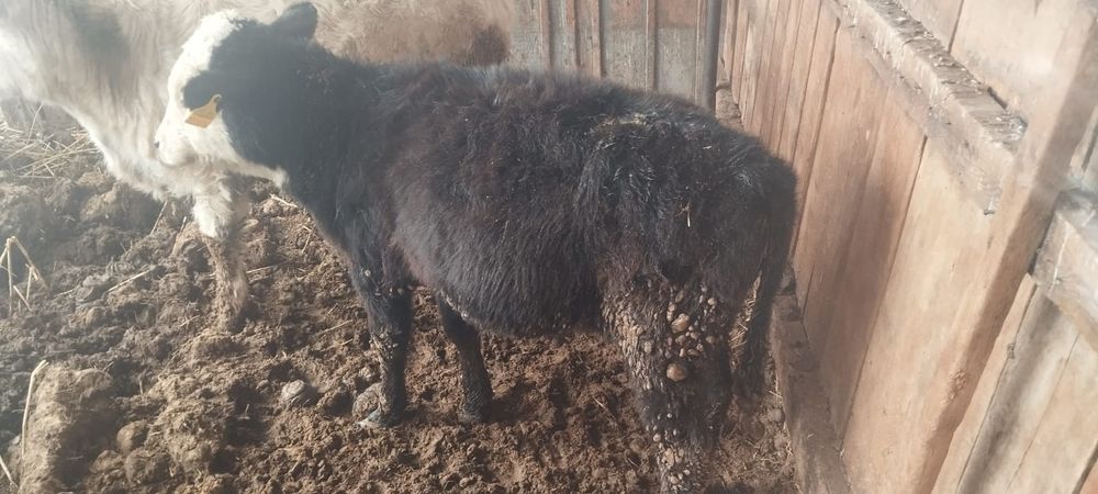 Бұзау сатылады.Бычок