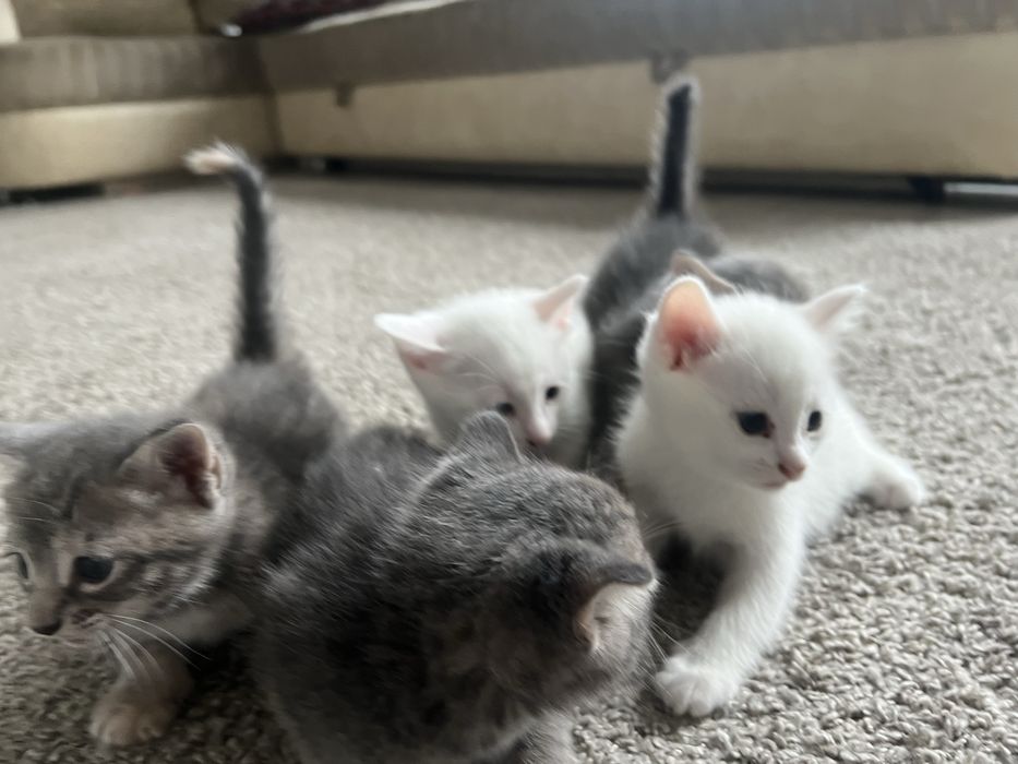 Отдам домашних котят бесплатно