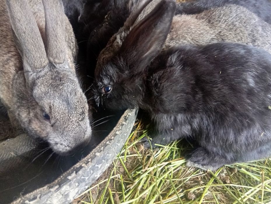 Продам крольчат разные