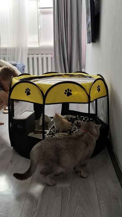 Золотистый шотландский страйт
