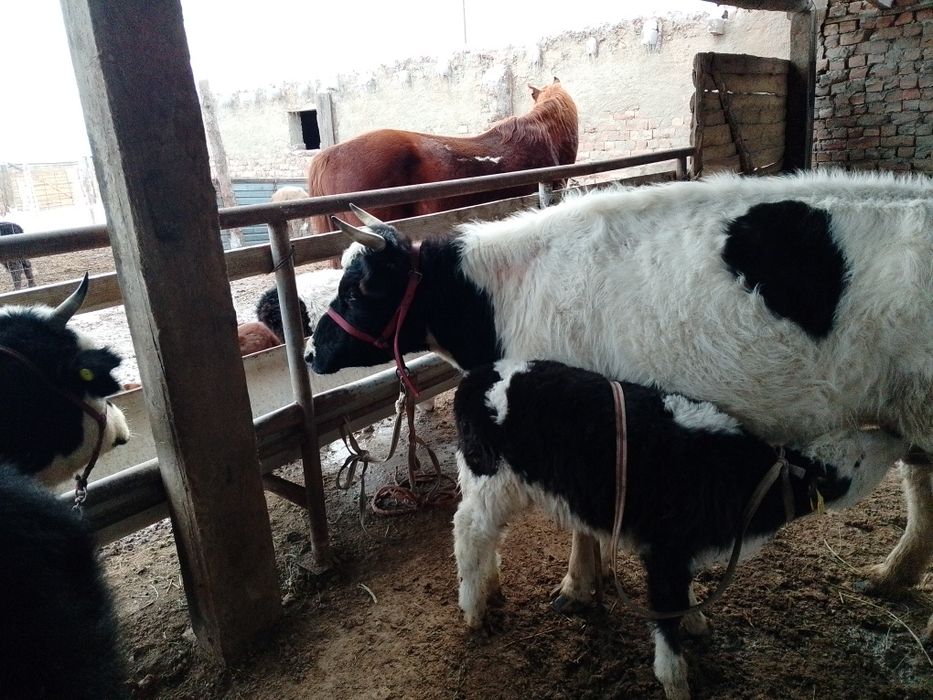 Бузаулы кашарлар